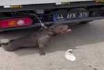 Malatya’da pitbull dehşeti!