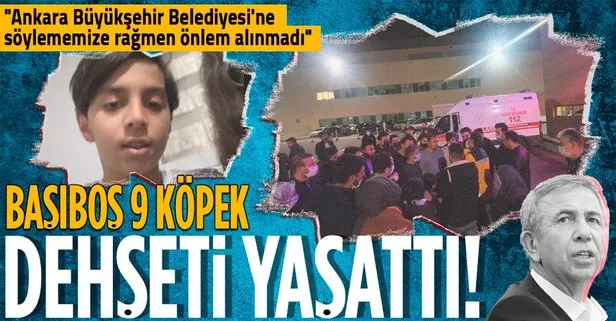 Ankara’da başıboş köpekler öğrenciye ağır yaraladı