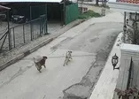Lüks otomobiliyle gelip, sokak köpeklerine ateş açtı! Bursa'da vahşet