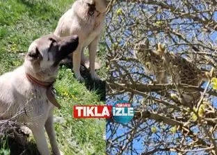 Sivas’ta Vaşak’ın Kangal köpekleriyle imtihanı kamerada! Ağaca tırmanarak kurtuldu!