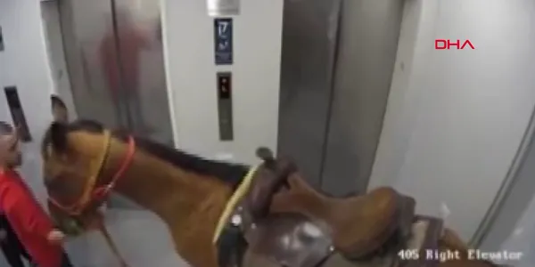 israilde-asansore-atini-bindirmek-isteyen-kisi-gozaltina-alindi-1619792154834.jpg İsrail'de asansöre atını bindirmek isteyen kişi gözaltına alındı-4