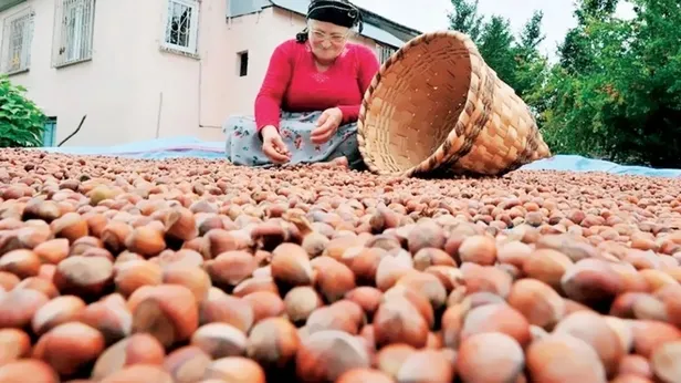 Fındık fiyatları ne zaman açıklanacak? İllere göre 2021 Fındık taban fiyatları belli oldu mu? İşte güncel durum...-2