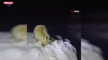 Yüksekova'da tilki ayakta dondu!  | VİDEO