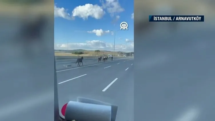 İstanbul’da başı boş 6 at trafiği tehlikeye soktu