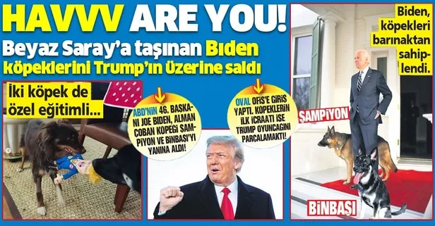 ABD Başkanı Joe Biden’ın köpeklerinin ilk icraatı Trump oyuncağını parçalamak oldu