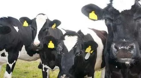 Hayvancılık kredisi başvuru şartları, başvuru nasıl yapılır? İşte kredi veren bankalar-3