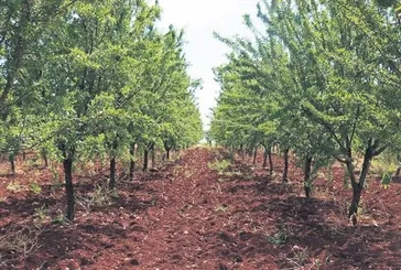 Bademde 29 bin ton rekolte