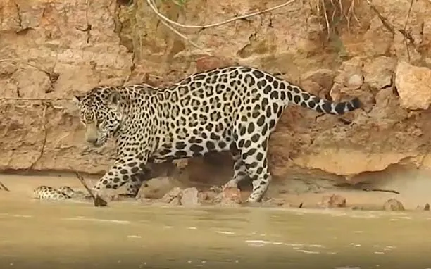 vahsi-dogada-nefes-kesen-yasam-savasi-jaguarla-anakonda-yilani-suda-dakikalarca-cebellesti-bakin-hangisi-yem-o-1694809908135.jpg 🐆Jaguarla anakonda yılanı suda dakikalarca cebelleşti! Bakın hangisi yem oldu! Vahşi doğada nefes kesen yaşam savaşı-2