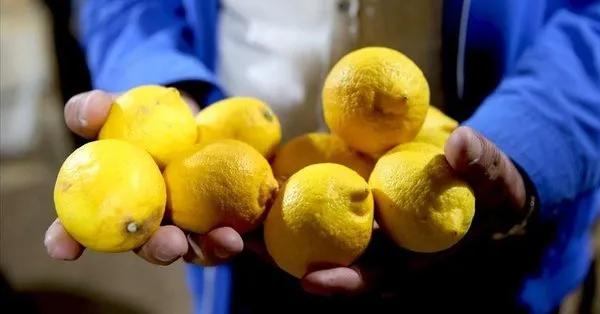 Kuru limon Takvim