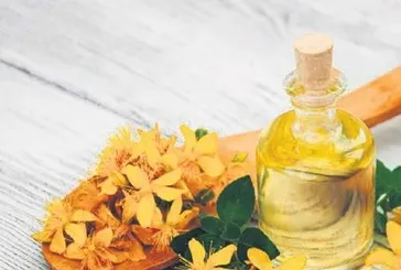 Sivilcelere sarı kantaron