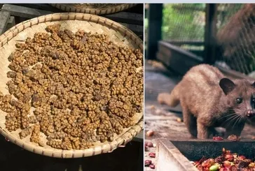 Dünyanın en pahalı kahveleri listesinde 1 numara: Misk kedisinin midesinde üretiliyor dışkısından toplanıyor