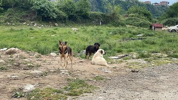 Başıboş köpek düzenlemesi için gözler Mecliste! Vatandaştan mama lobisine sert tepki: Devletimiz onların sanal baskılarına meydan tanımaz