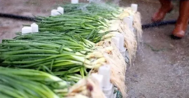 Kalp hastaları dikkat! Yeşil soğan ödem atar