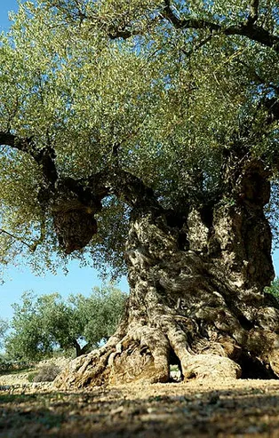 Mersin'de şaşırtan olay! 1500 yıllık zeytin ağacı meyve verdi