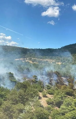 İzmir Bergama'da orman yangını!