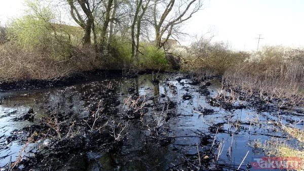 Edirne'de çevre katliamı! Tonlarca fuel oil 30 dekar alana ve dere yatağına yayıldı - 11