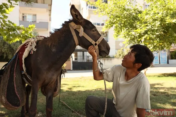 Günün en ilginç haberi: Japon turist Merzifon'dan aldığı eşekle Türkiye'yi gezdi - 12