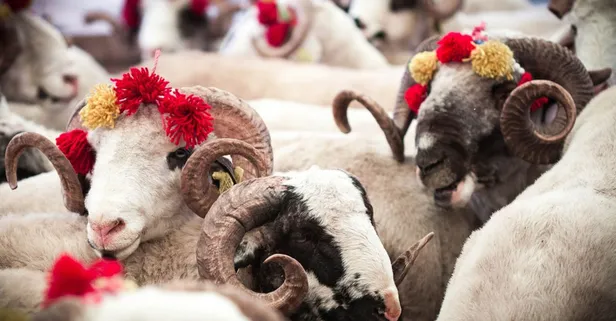 Kurban kesene et verilir mi? Kurban kesene ne denir, Allah kabul etsin denir mi? Kimler kurban kesmekle yükümlüdür? Kadınlar kurban kesebilir mi?