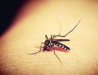 Sivrisinekler koronavirüs bulaştırır mı?