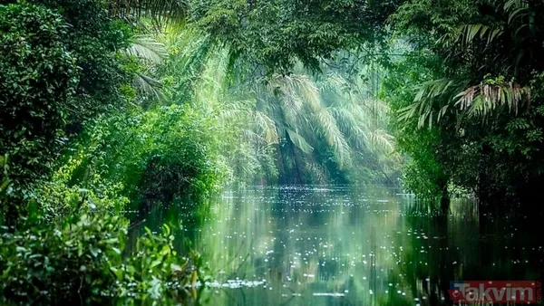 Yağmur rekoru kırıldı! Dünyanın en yağışlı 10 ülkesi açıklandı - 6