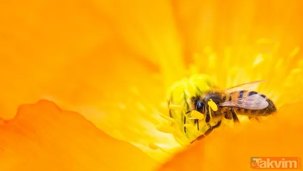 Zaman tüneli açıldı! Uzaylılarla iletişimin anahtarı bal arıları - 11