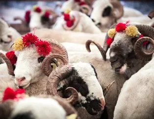 Kurbanlık koç ve koyun fiyatları 2020 ne kadar oldu? İl il koyun-koç fiyatları