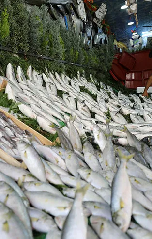 Balıkçılar mevsimin ilk avına çıktı! Kasalar doldu taştı! İşte balık fiyatları...