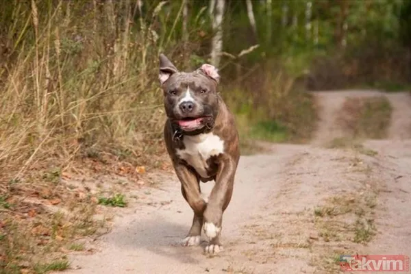 Ekşi Sözlük isimli lağım çukurunun kokuşmuş zihniyeti! 'Bir çocuğu mu kurtarırsınız yoksa bir köpeği mi?' sorusuna verilen cevaplar mide bulandırdı - 5
