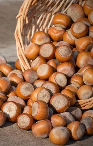 5 Mart 2021: Fındık fiyatları ne kadar oldu? 5 Mart il il fındık fiyatları listesi! Ordu, Giresun, Trabzon, Zonguldak...