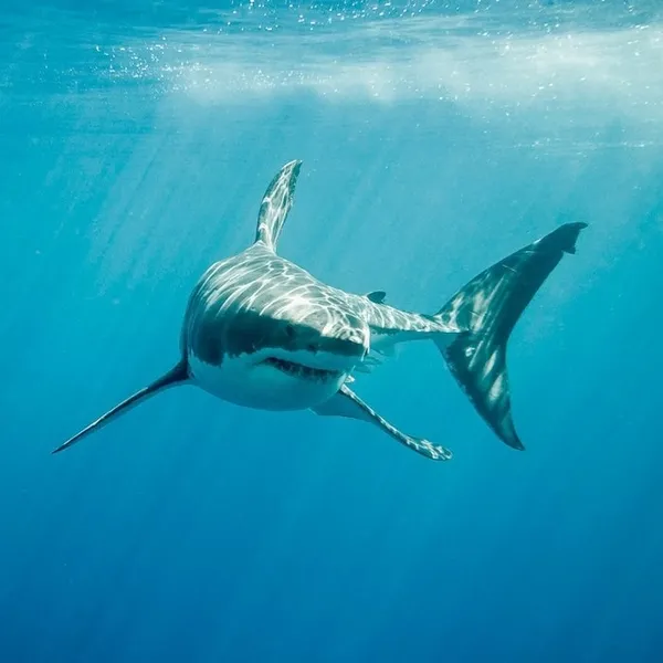 Koronavirüs aşısı ile ilgili kan donduran açıklama! Bir doz için 250 bin...-4