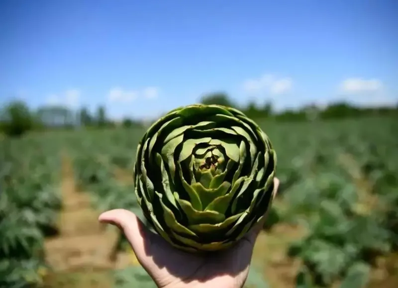 Yetiştiren paraya para demiyor: Altın yanında solda sıfır kalır! Tarlada 25 TL, tabakta 350 TL'den satılıyor!-4