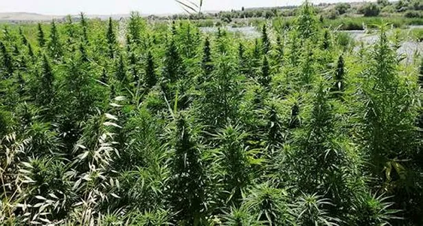 Malatya'da uyuşturucu operasyonu! Hazine alanına ekili 2 bin 200 kök hint keneviri ele geçirildi!-1