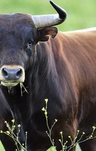 Rüyada boğa görmek ne anlama gelir?