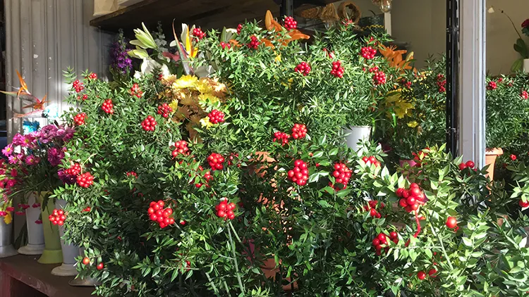 Aralık Ayının Gözdesi:Hem Şans Hem Bolluk Getirdiğine İnanılıyor