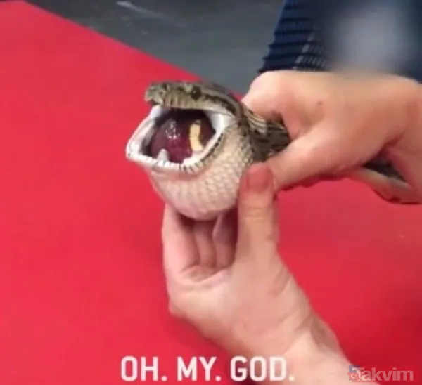 Midesine güvenenler baksın! Kulak ağrısıyla hastaneye giden adamın kulağından çıkanlar dünyayı şoke etti - 39