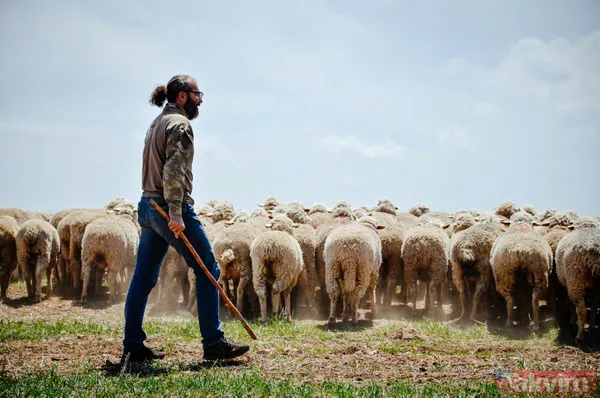 Abi-kardeş kariyerlerini bıraktılar 800 hayvanlı sürü sahibi oldular - 3