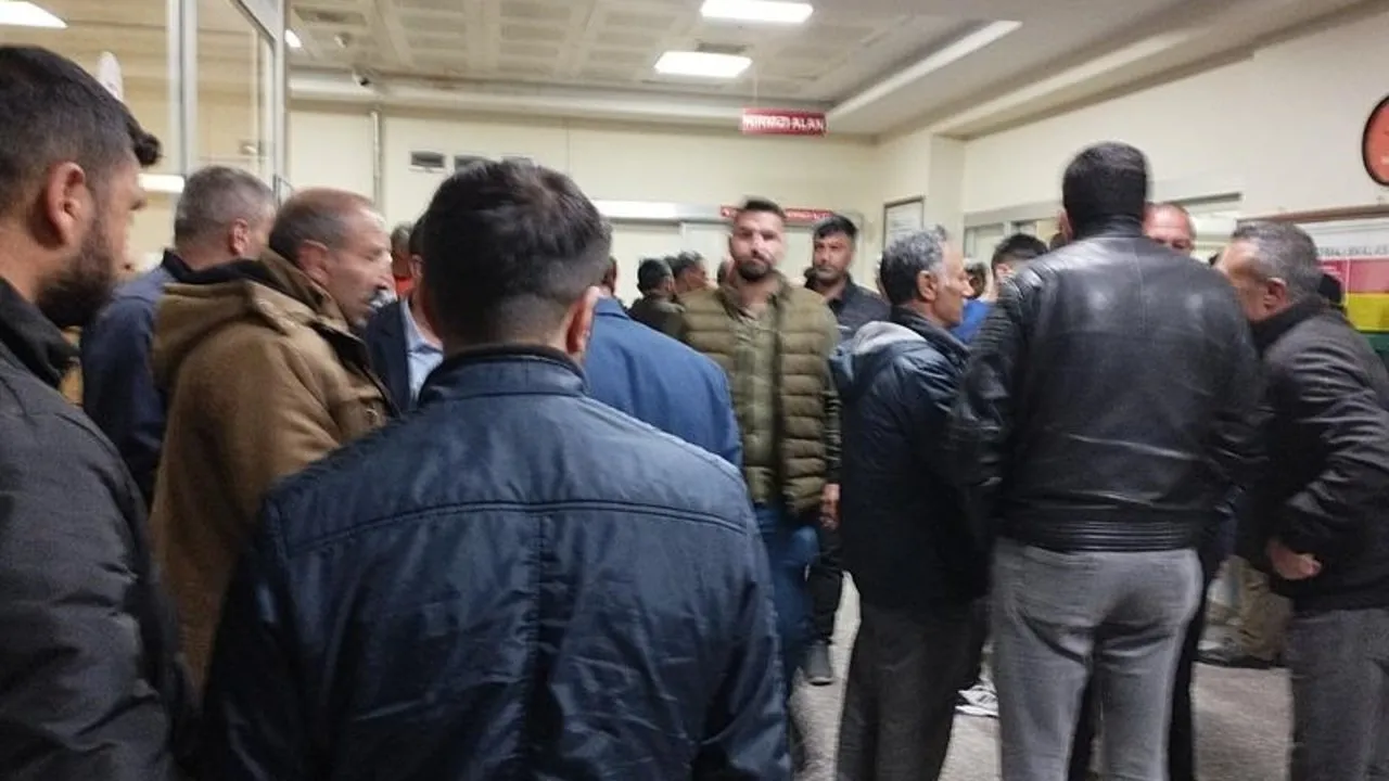 İnek kavgası!