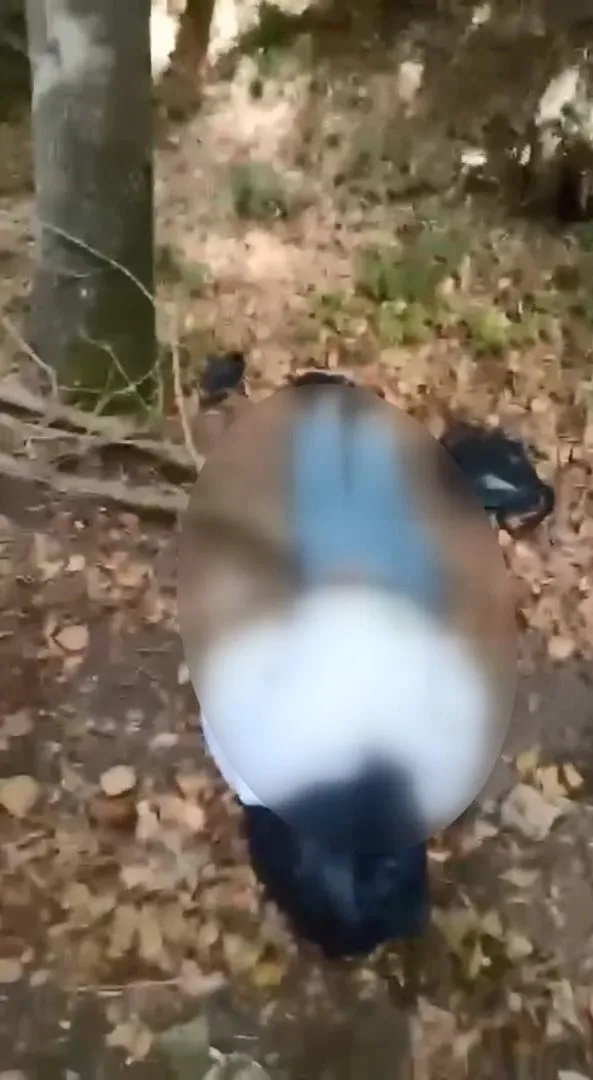 Sarıyer'de ormanlık alanda başına poşet geçirilmiş ceset (DHA)