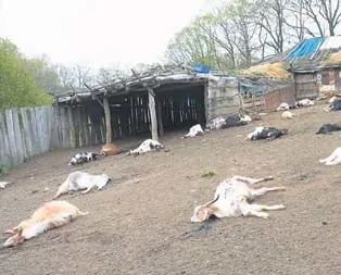 Babasına kızdı keçileri kaçırdı!