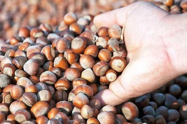 5 Nisan fındık fiyatları ne kadar? İllere göre güncel fındık fiyatları kaç TL? Giresun, Düzce, Kocaeli, Ordu fındık fiyatları...