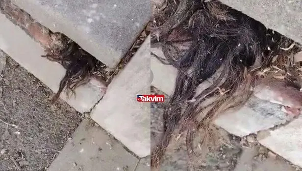 Mezarlıkta tüyler ürperten görüntü! 100 yıllık mezar taşlarının arasından saçlar çıktı! Video sosyal medyayı ikiye böldü!
