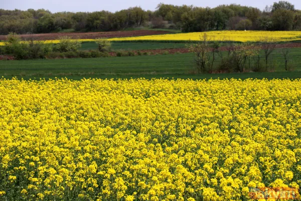 Trakya'da kanola yerini tekrar ayçiçeğe bıraktı - 12