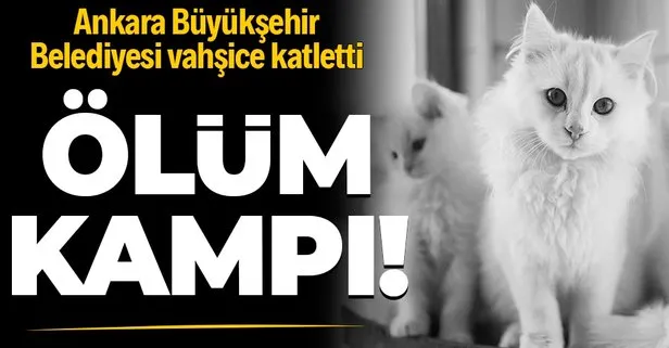 son dakika ankara da kan donduran olay