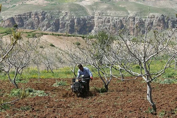 Siirt'te aylık 6 bin TL'ye çalıştıracak işçi bulunmuyor-4