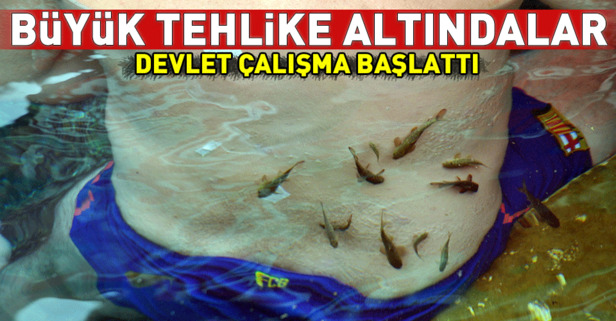 'Doktor balıklar' tehlike altında!