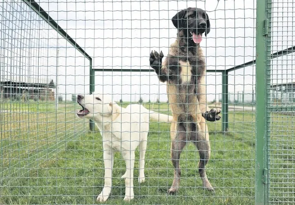 İngiliz kadın jokey Hollie Doyle yüz yılın jokeyi olarak lanse edildi (Yaşam haberleri)-11
