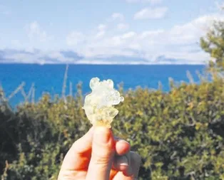 Damla sakızının kilosu 1.100 TL