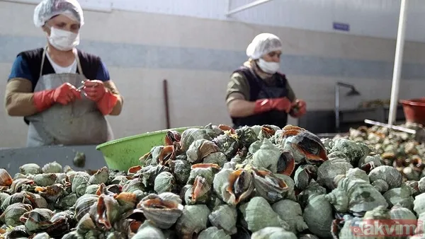 10,4 milyon dolar kazandık! Türkiye dünyaya deniz salyangozu ihraç ediyor - 6