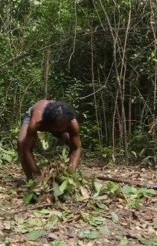 Sadece ağaç kullanarak yaptı