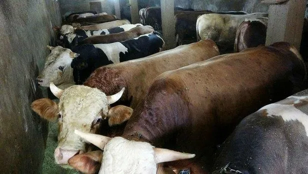 Kurban keserken nelere dikkat edilmelidir? Kurban ne zaman, hangi gün kesilir? Bayramın 4. gün kesilir mi?-2